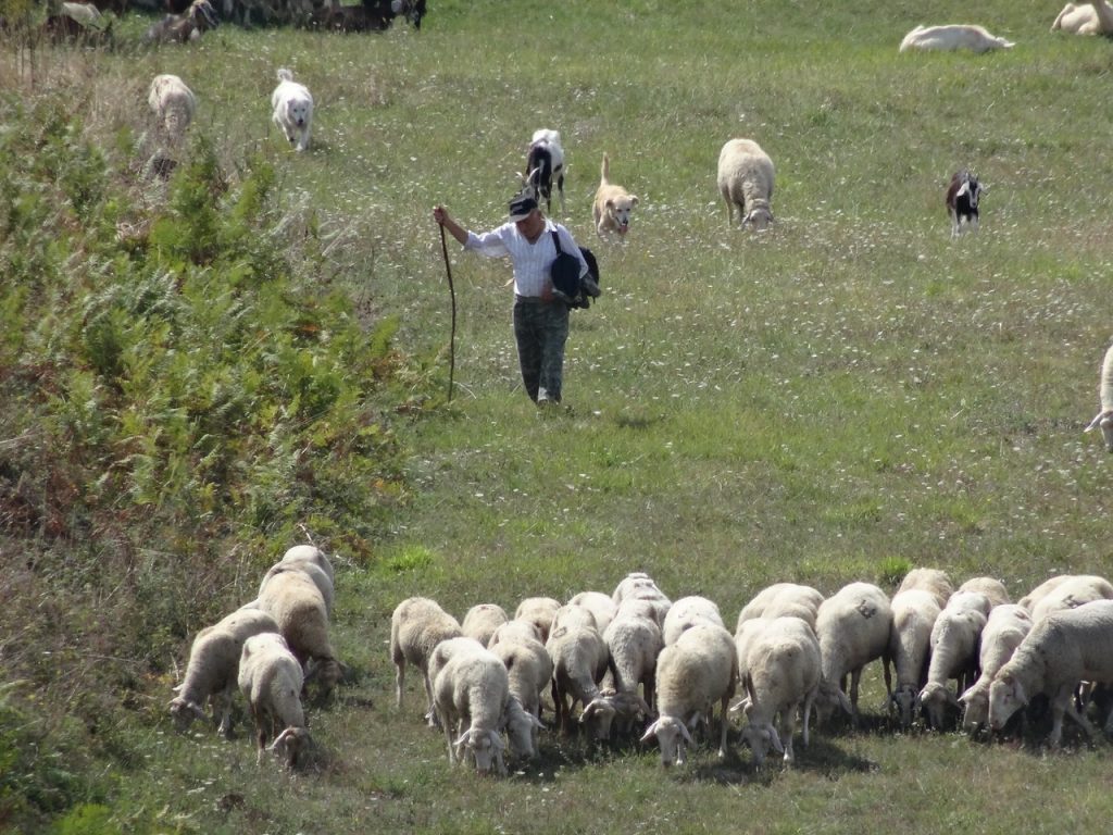 A shepherd tends his flocks in the hills in Abruzzo, Italy.