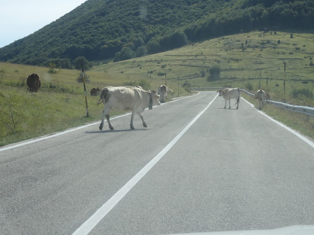 Cows crossing the road
